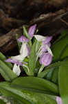 Showy orchis <BR>Showy orchid